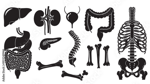 Collection of black vector human internal organs and bones isolated on white background