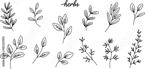 A collection of delicate hand drawn line art herbs and leafy botanical elements on a clean white background