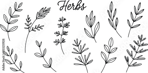 A charming set of hand drawn line art illustrations depicting various herbs and natural leafy branches