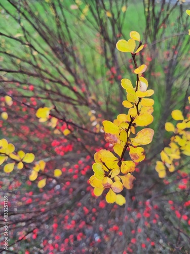Close-up of a bush with red berries. Postcard. Abstract.