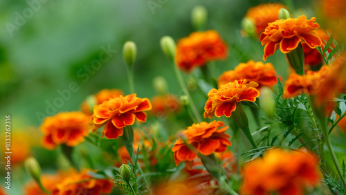 Marigold flowers growing in a field. Close up.