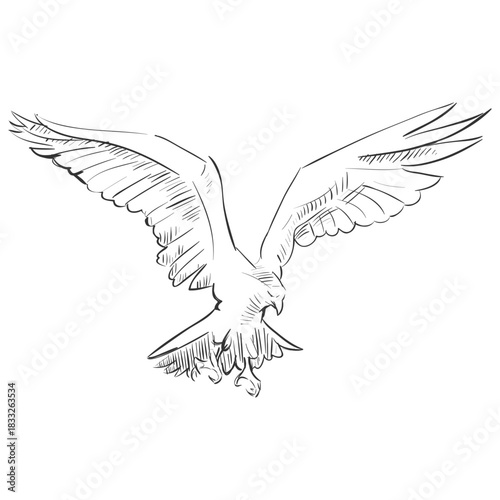 Flying eagle bird