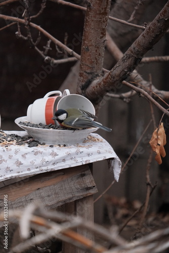 bird on a tree