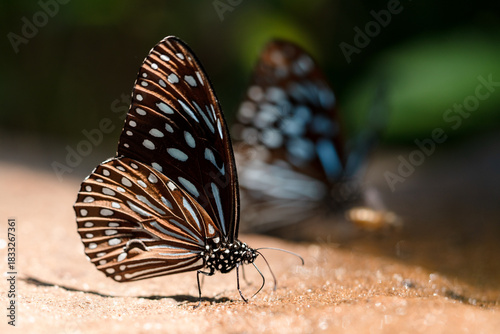 butterfly on the ground