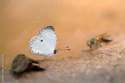 butterfly on the ground