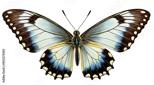 Delicate butterfly with open wings symmetrical soft blue, black, and cream colors resting white background, showcasing intricate patterns