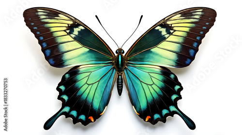 Realistic photograph of tropical butterfly with vibrant blue and green wings spread wide white background, showing delicate patterns and textures