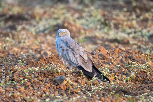 Montagu harrier bird on the ground