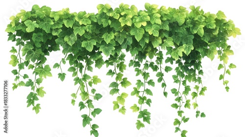 Lush green trailing foliage cascades down across a white background
