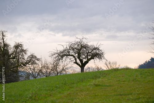 Idyllic rural landscape with fruit trees and meadow and Swiss Alps in the background on a cloudy autumn day. Photo taken November 20th, 2025, Zurich, Switzerland.