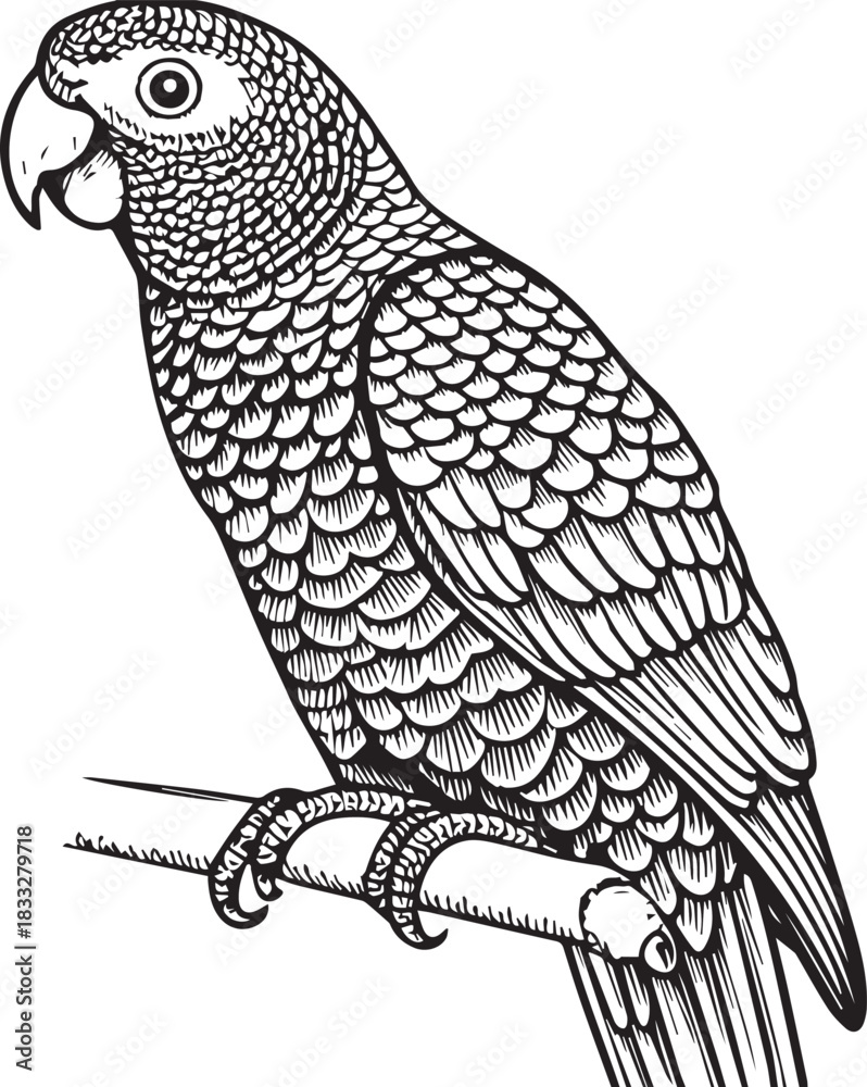 Fototapeta premium Engraved Tropical Parrot Bird Illustration