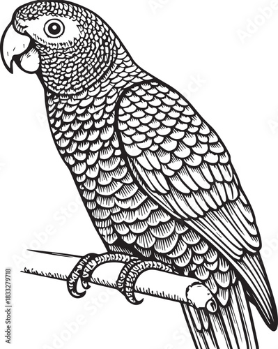 Engraved Tropical Parrot Bird Illustration