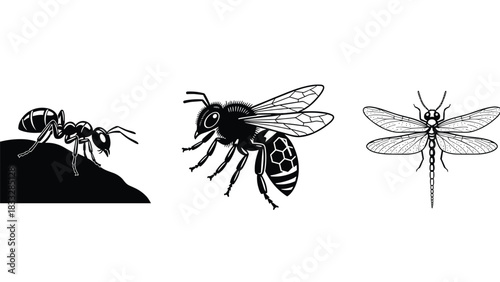Collection of three insect illustrations in a black and white woodcut style, featuring an ant, a honey bee, and a dragonfly.