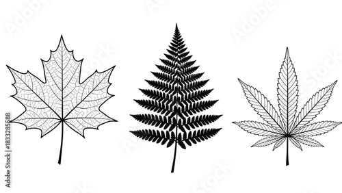 Set of three leaf illustrations in a black and white line art style, showing a maple leaf, a fern, and a cannabis leaf.