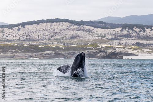 Southern Right Whale Breach Cape Town South Africa Gansbaai