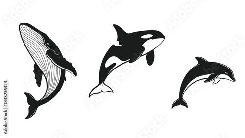 Set of three black and white marine mammal illustrations: a detailed humpback whale, an orca, and a jumping dolphin.