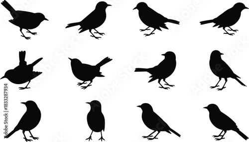 Bird silhouettes in various postures — black vector set of flying, perched, and standing birds on white background for illustration use
