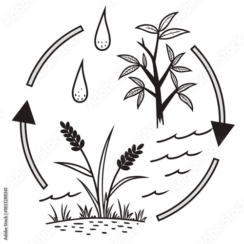 Illustrative depiction of the water cycle showing rain falling on plants and water bodies with arrows indicating continuous flow