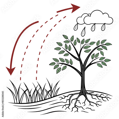 Illustration of the water cycle showing precipitation falling from clouds onto grass and a tree with roots absorbing water and evaporation returning moisture to the atmosphere