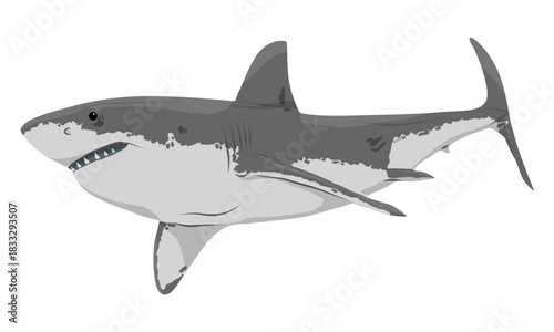 Great White Shark or Carcharodon carcharias. Realistic vector marine cartilaginous fish.