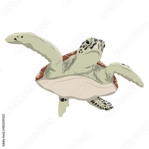 Green turtle or Pacific green turtle. Realistic vector.