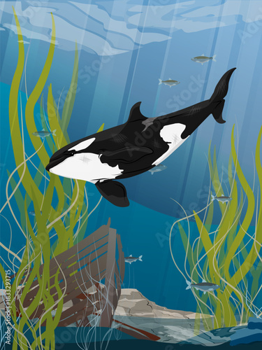 A killer whale swims toward a sunken ship on the seabed. Seascape. Realistic vector vertical landscape.
