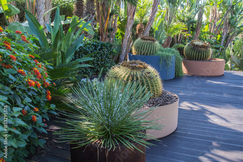 Huge succulents or cactus, palm trees and blooming green plants in colored terracotta pots decorating a terrace with wooden pavement