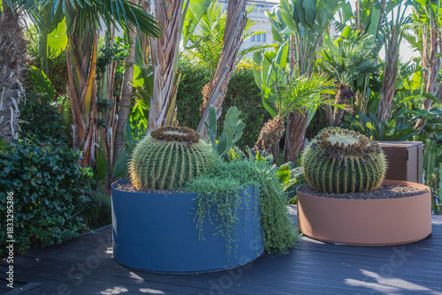 Huge succulents or cactus, palm trees and blooming green plants in colored terracotta pots decorating a terrace with wooden pavement