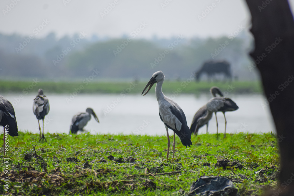 Fototapeta premium Group of Asian openbill or Asian openbill storks in their natural habitat. Anastomus oscitans, a large wading bird in the stork family.