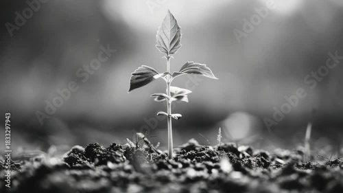 Embrace of Nature - Tiny Seedling in a Field