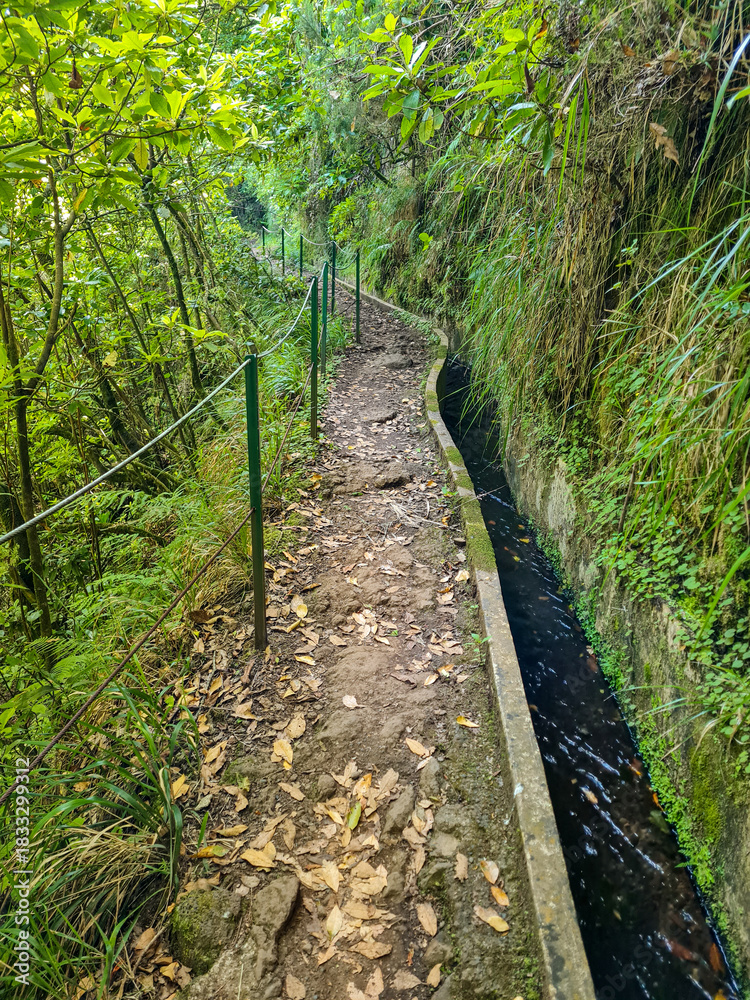 Fototapeta premium A forest trail along a Levada in the mountains on the island of Madeira
