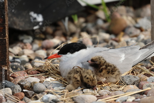 common tern chick