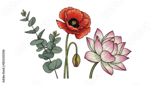 High-quality colorful black outline realistic art of poppy flower, eucalyptus branch, and lotus flower, detailed petals and leaves, minimal line illustrations 