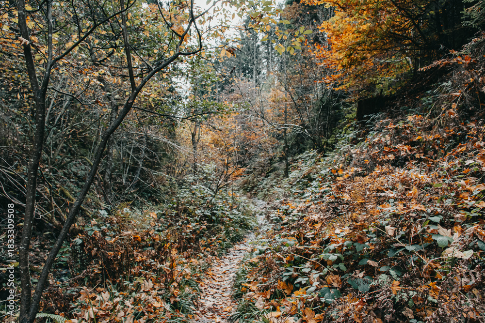 Fototapeta premium Trekking automnale