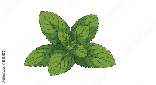 Fresh green mint leaves illustration in a realistic, hand-drawn vector style, perfect for culinary and herbal tea concepts, on a white background.