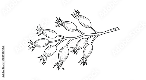 Black and white line art illustration of a rosehip branch with several berries, hand-drawn in a detailed botanical or vintage engraving style.