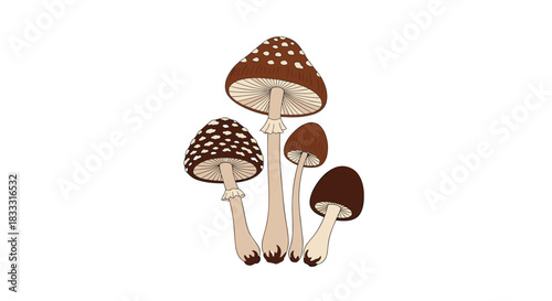 Detailed illustration of a cluster of four brown and white spotted toadstool mushrooms, isolated on a clean white background.