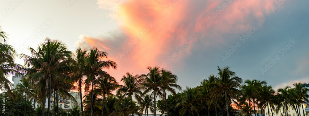 Fototapeta premium Exotic nature. Palm tree. Summer vacation in Miami south beach, Florida. Palm tree on sunny day. Tropical beach in Miami. Tropical outdoor scene with palm tree. Tropical summer vacation