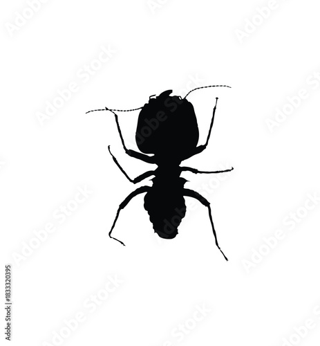 Silhouette of an ant, showcasing its detailed body structure and antennae against a white background.