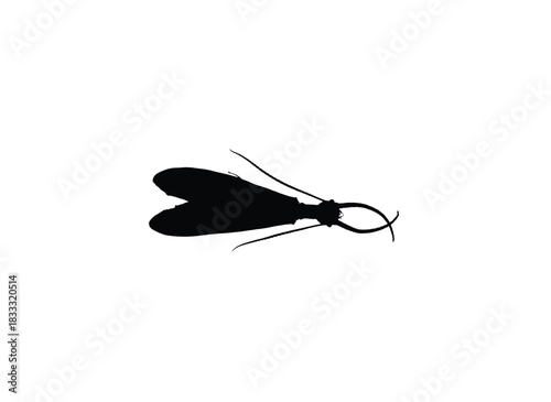 Black silhouette of a caddisfly insect with folded wings on a white background.