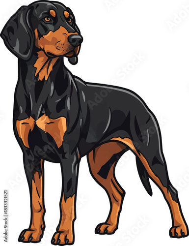 Hungarian Hound dog standing alert looking away 