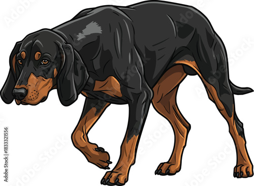 Hungarian Hound dog alert cautious tracking pose