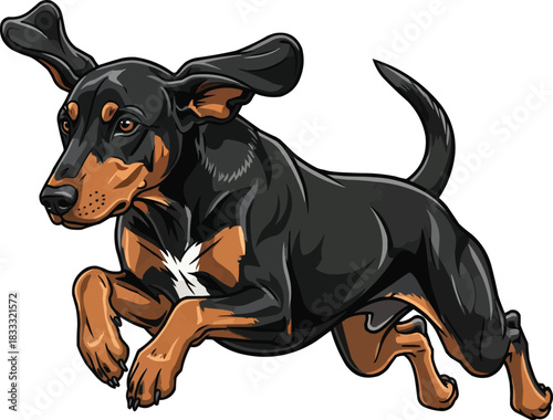 Hungarian Hound dog jumping leaping athletic stance