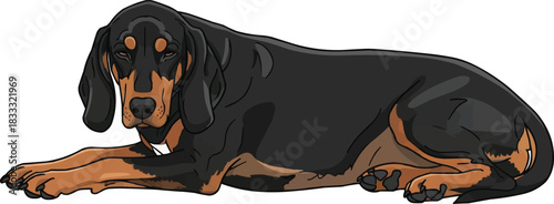 Hungarian Hound dog lying down stretched pose