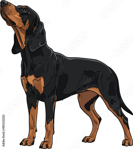 Hungarian Hound dog standing looking up curious stance