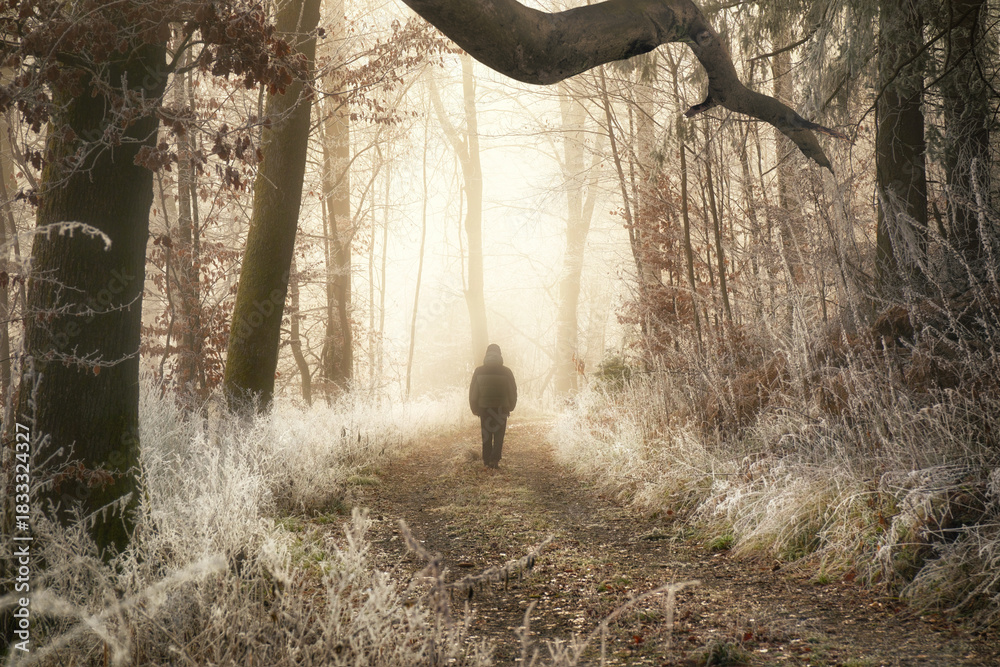 Obraz premium Solitary walk on a path in a winter wonderland forest with frost on the vegetation