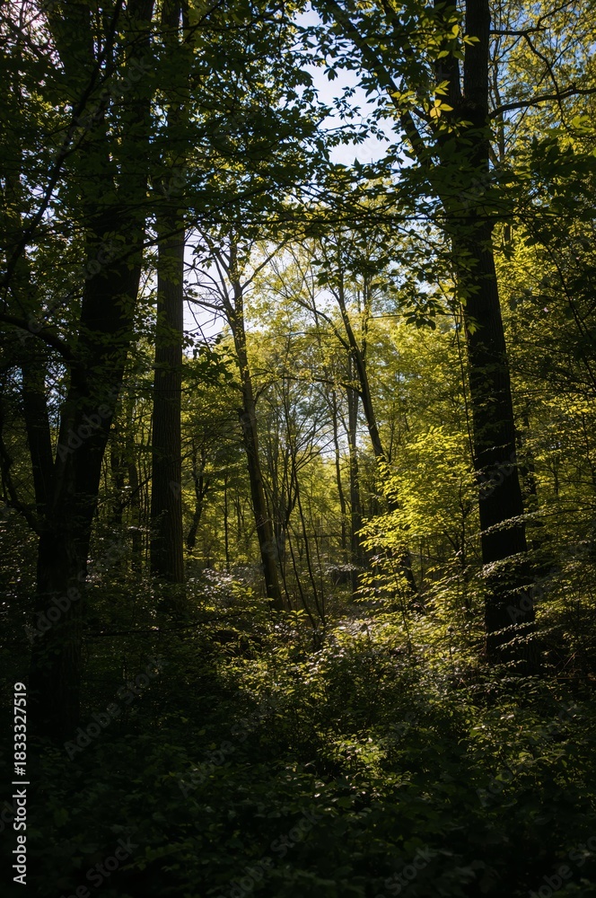 Fototapeta premium Sunlight Filters Through Trees in Dense Forest Setting During Calm Daytime