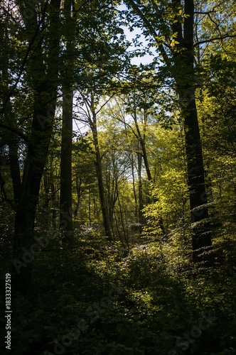 Sunlight Filters Through Trees in Dense Forest Setting During Calm Daytime
