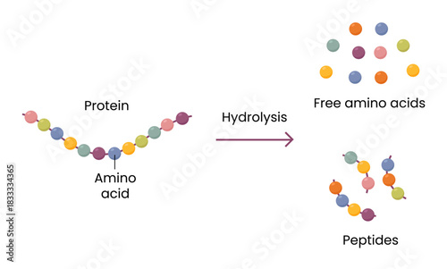 Vector illustration of proteins are digested by hydrolysis with the enzyme protease.