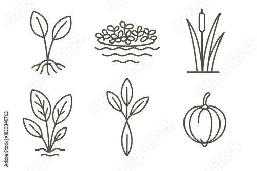 Aquatic Ethnobotany Icons. Line style icons of aquatic ethnobotany: water plant with roots, floating herb mat, river reed icon,